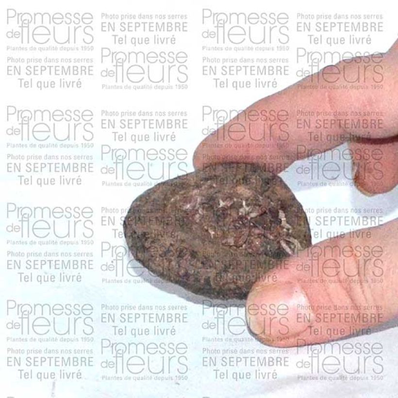 Exemple de spécimen de Cyclamen de Perse Bulbe tel que livré