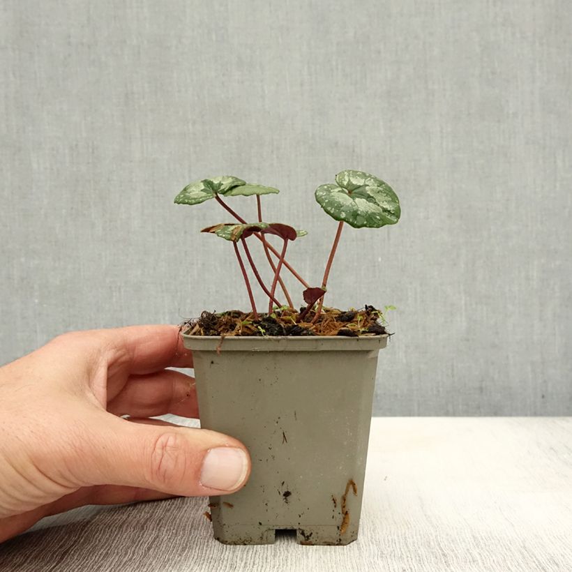 Spécimen de Cyclamen pseudibericum - Cyclamen de Turquie Godet de 8/9 cm calibre 9 tel que livré en automne