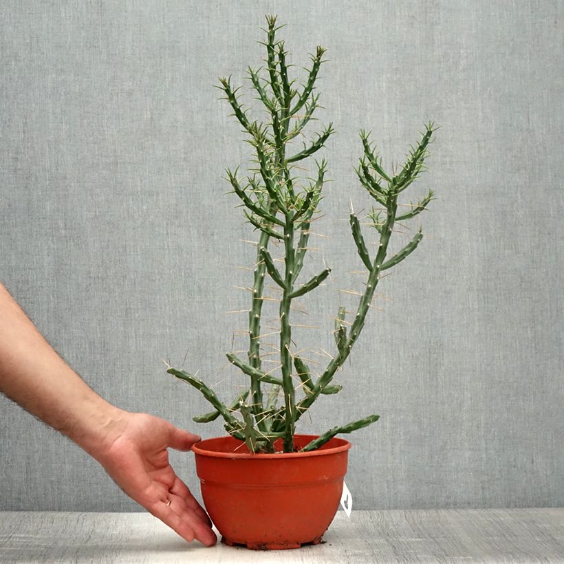 Spécimen de Cylindropuntia kleiniae - Opuntia ou oponce Pot de 2L/3L tel que livré en été