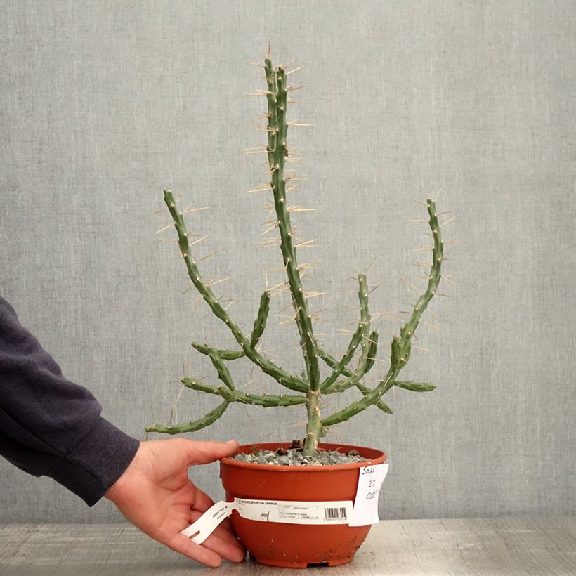 Spécimen de Cylindropuntia kleiniae - Opuntia ou oponce tel que livré au printemps