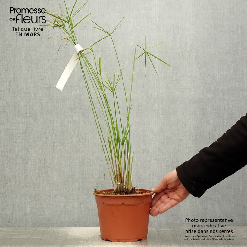 Spécimen de Cyperus alternifolius - Papyrus en pot de 2L/3L tel que livré au printemps