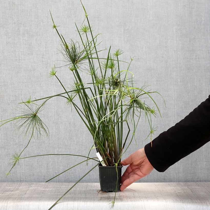 Spécimen de Cyperus haspan - Papyrus nain - Godet de 8/9 cm tel que livré au printemps