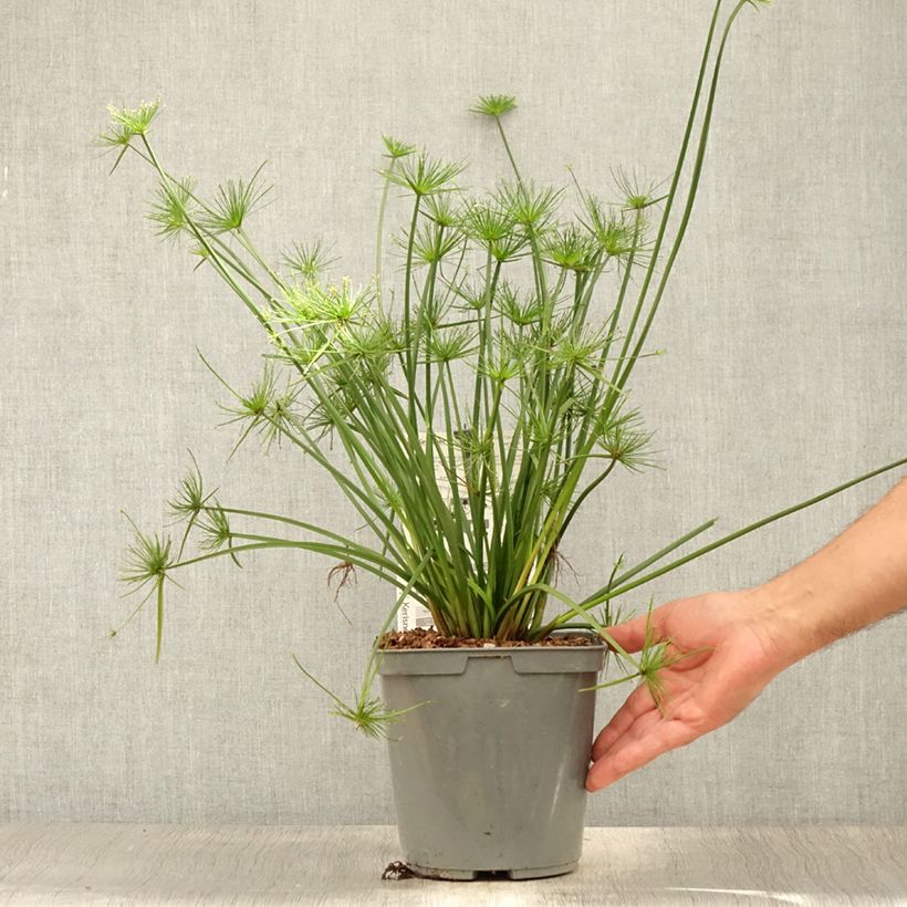 Spécimen de Cyperus papyrus Cleopatra - Papyrus Pot de 3L/4L tel que livré en été