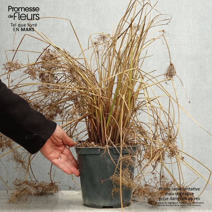 Spécimen de Cyperus papyrus Cleopatra - Papyrus Pot de 3L/4L tel que livré au printemps