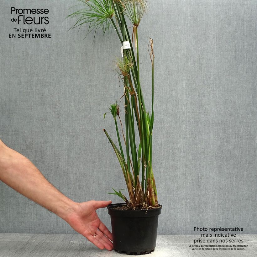 Spécimen de Cyperus papyrus - Papyrus Pot de 2L/3L tel que livré en automne