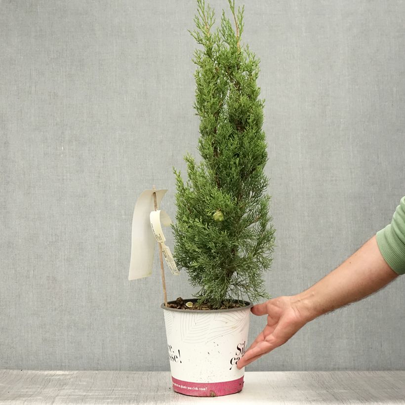 Spécimen de Cupressus sempervirens Garda - Cyprès d'Italie, de Provence Pot de 4L/5L tel que livré en été