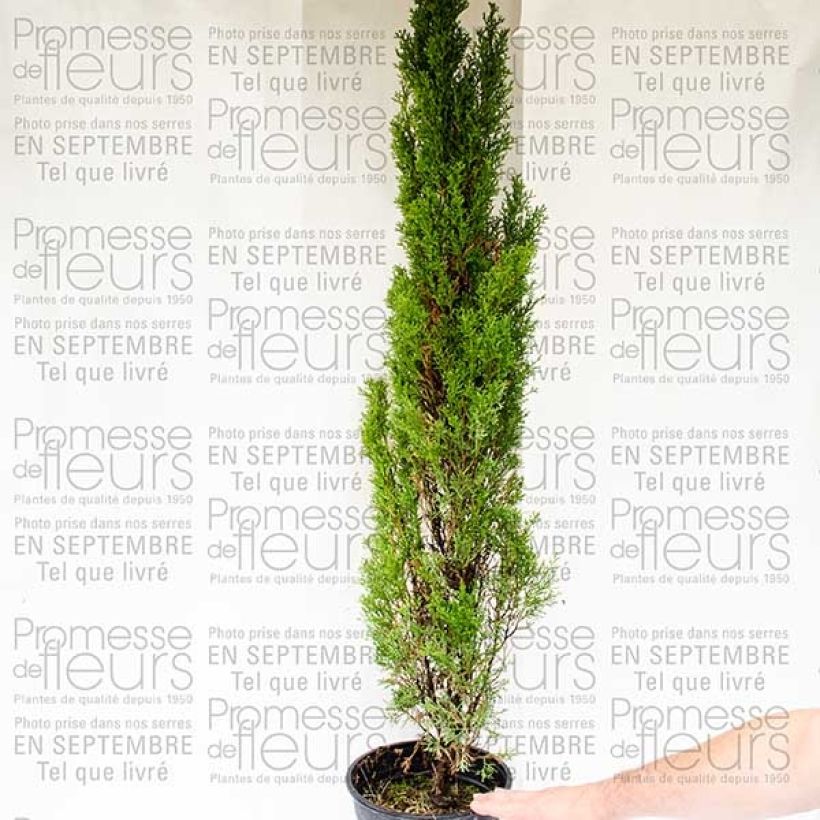 Spécimen de Cupressus sempervirens Totem - Cyprès de Florence tel que livré en printemps