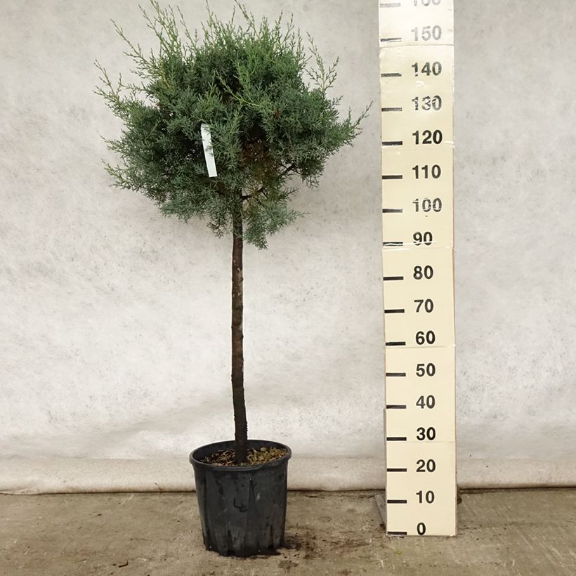 Spécimen de Cyprès de l'Arizona Fastigiata - Cupressus arizonica Pot de 18L/20L, Touffe tel que livré en été
