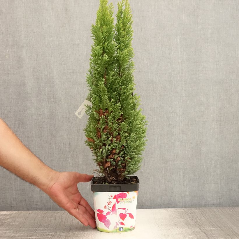 Spécimen de Chamaecyparis lawsoniana Elwood's Gold -Cyprès de Lawson  Pot de 2L/3L tel que livré en été