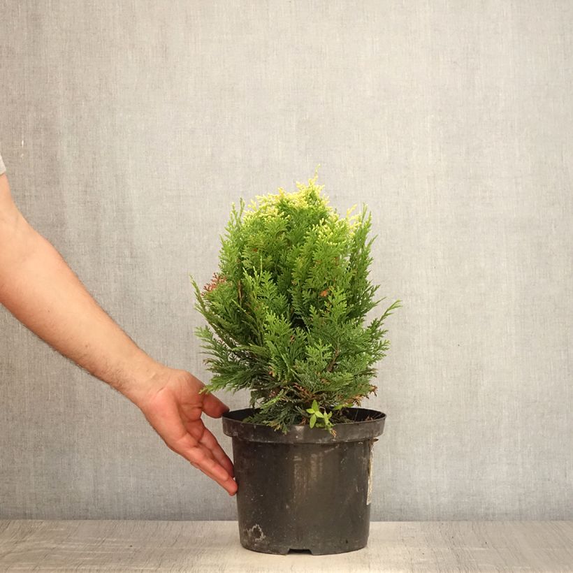 Spécimen de Cyprès de Lawson - Chamaecyparis lawsoniana Pygmaea Argentea Pot de 4L/5L tel que livré en été