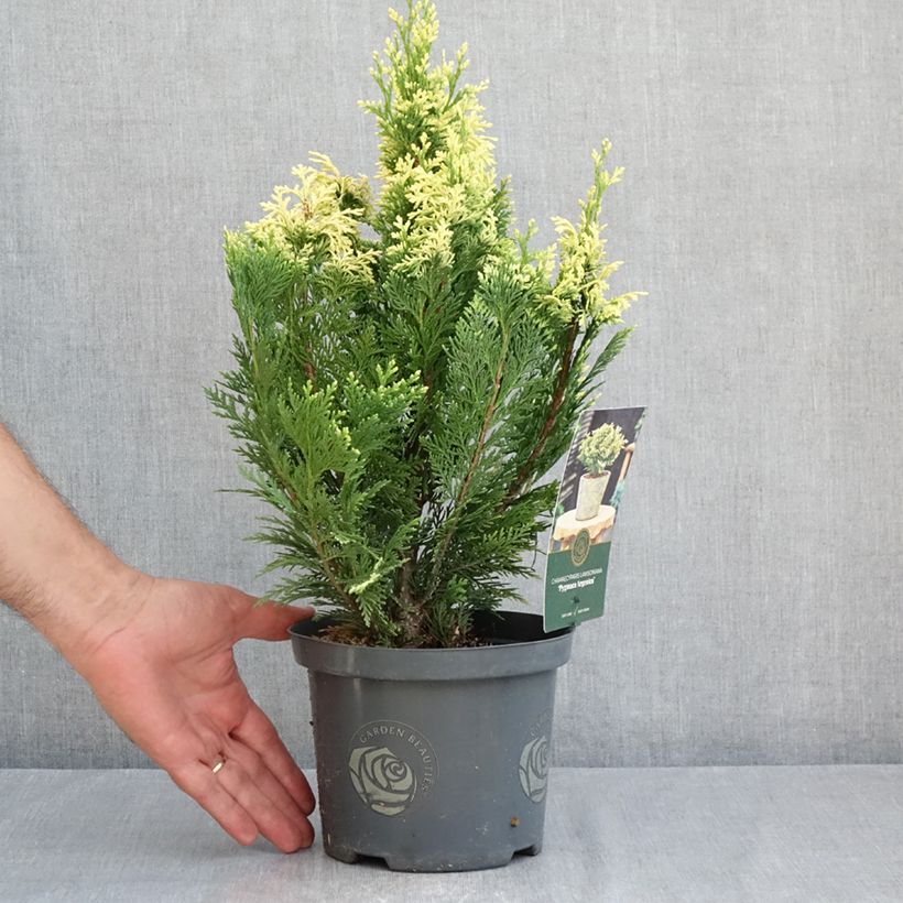 Spécimen de Cyprès de Lawson - Chamaecyparis lawsoniana Pygmaea Argentea Pot de 2L/3L tel que livré en été