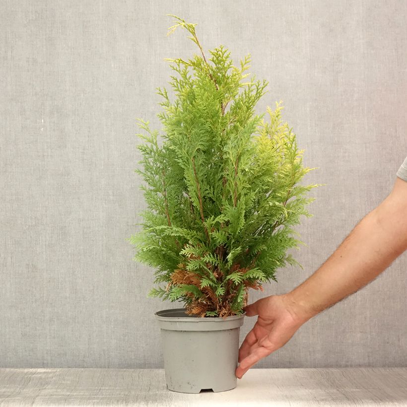 Spécimen de Cyprès de Lawson - Chamaecyparis lawsoniana Stardust Pot de 2L/3L tel que livré en été