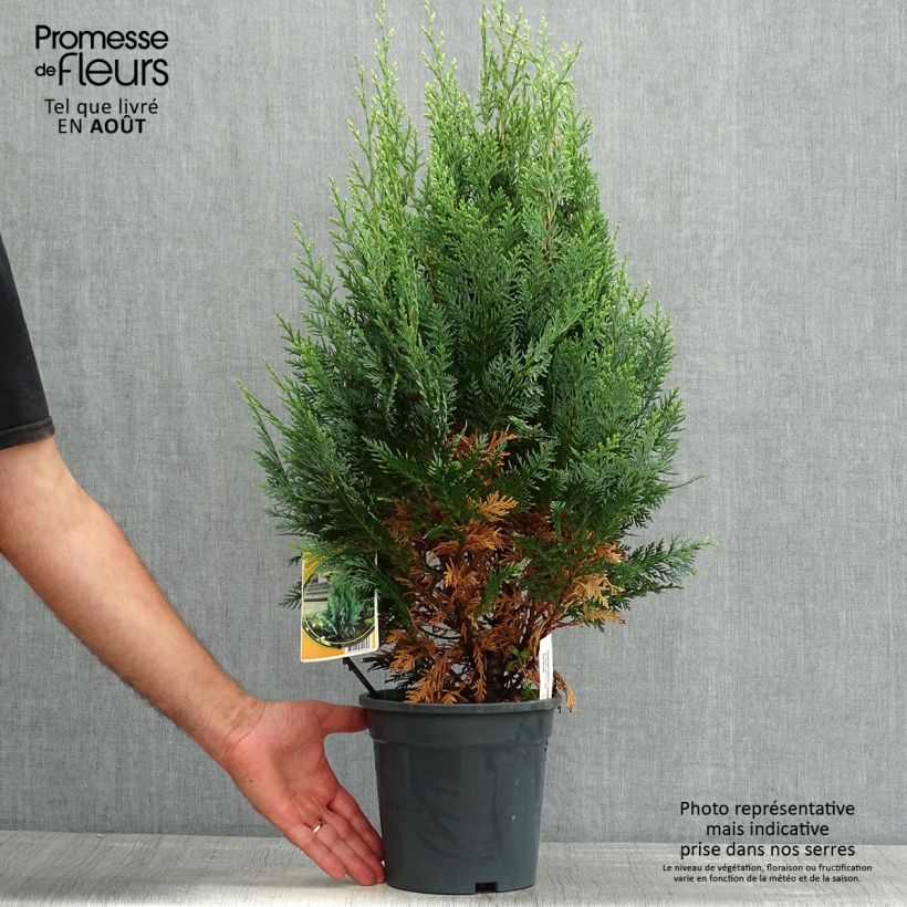 Spécimen de Cyprès de Lawson - Chamaecyparis lawsoniana White Spot Pot de 2L/3L tel que livré en été