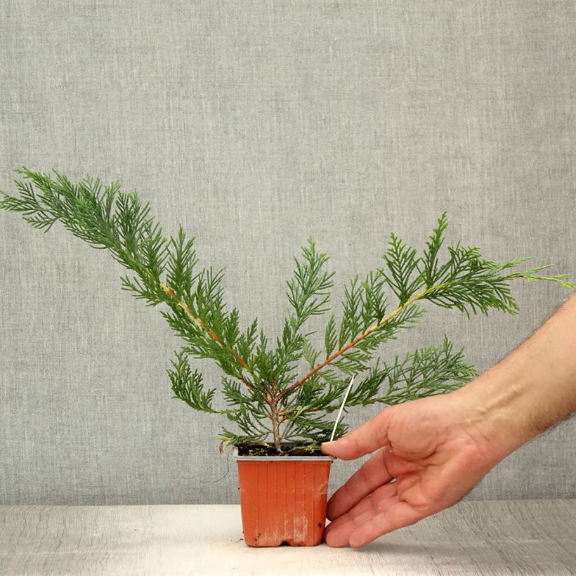 Spécimen de Cyprès de Leyland - Cupressocyparis leylandii Godet de 8/9 cm tel que livré en été