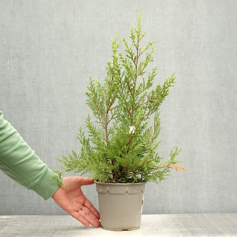 Spécimen de Cyprès de Leyland - Cupressocyparis leylandii Excalibur Gold Pot de 2L/3L tel que livré en été
