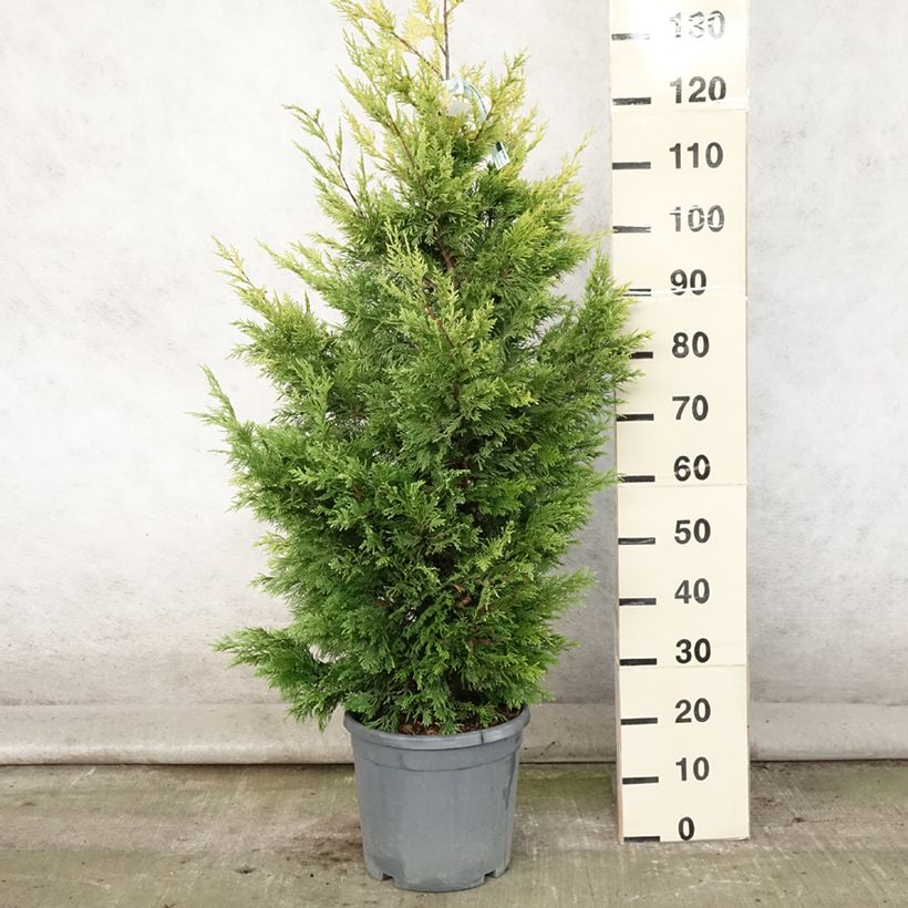 Spécimen de Cyprès de Leyland - Cupressocyparis leylandii Gold Rider Pot de 6L/7L tel que livré en été