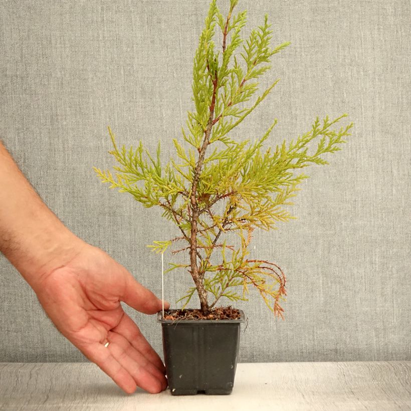 Spécimen de Cupressocyparis x leylandii Oger - Cyprès de Leyland Godet de 8/9 cm tel que livré en été