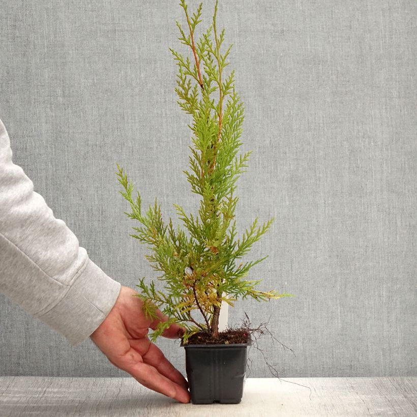 Spécimen de Cupressocyparis x leylandii Oger - Cyprès de Leyland Godet de 8/9 cm tel que livré au printemps
