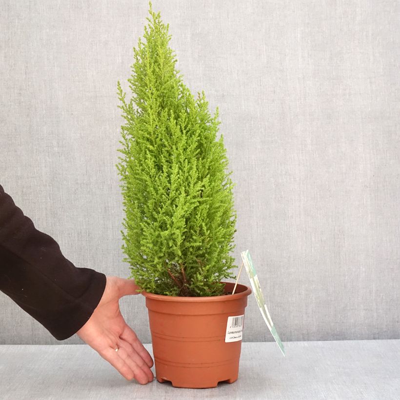 Spécimen de Cyprès de Lambert Wilma - Cupressus macrocarpa Pot de 2L/3L tel que livré en hiver