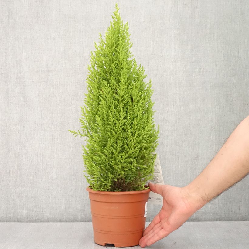 Spécimen de Cyprès de Lambert Wilma - Cupressus macrocarpa Pot de 2L/3LHauteur livrée env. 40/60cm tel que livré au printemps