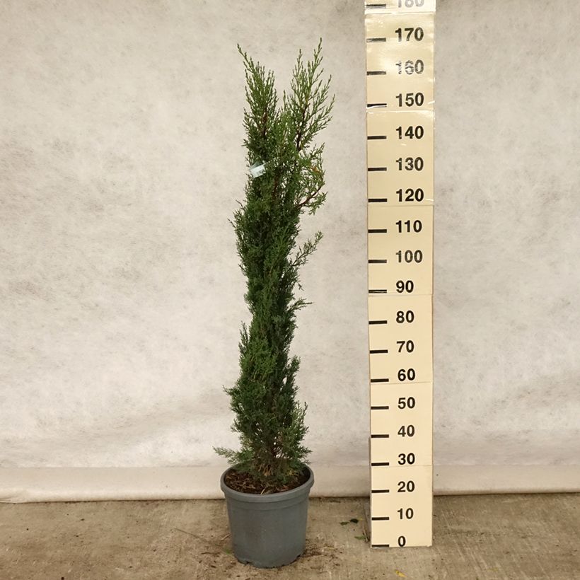 Spécimen de Cyprès de Provence - Cupressus sempervirens Pyramidalis Pot de 7,5L/10L tel que livré en été