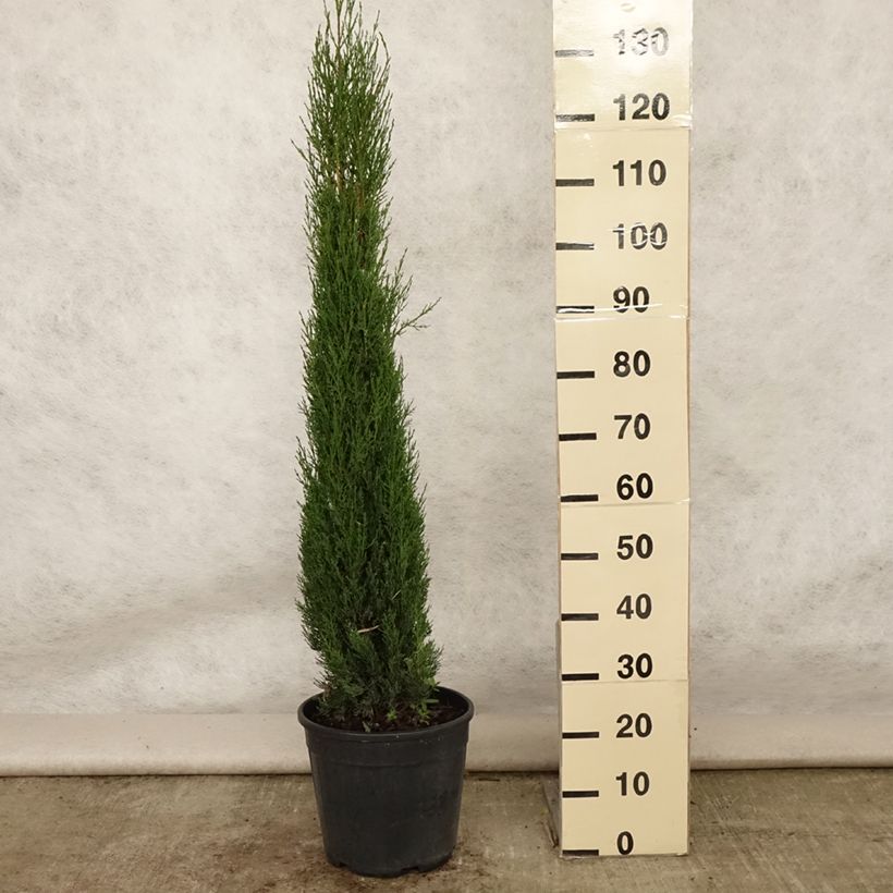 Spécimen de Cyprès de Provence - Cupressus sempervirens Pyramidalis Pot de 4L/5L tel que livré en été