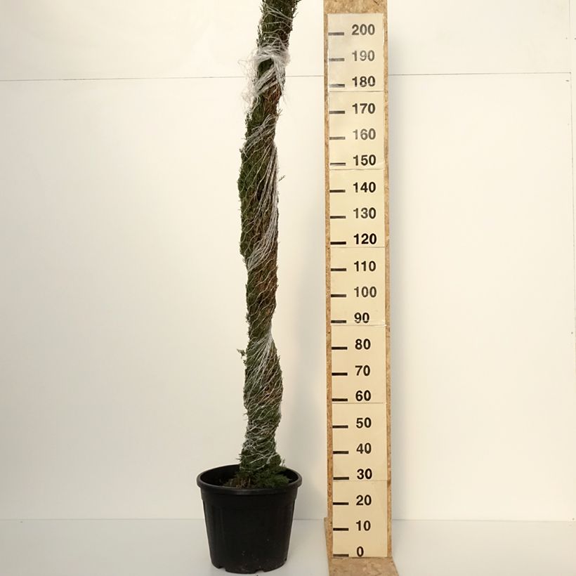 Spécimen de Cyprès de Provence - Cupressus sempervirens Pyramidalis livré en hauteur 200/250 cm en pot de 30l/35l tel que livré en hiver