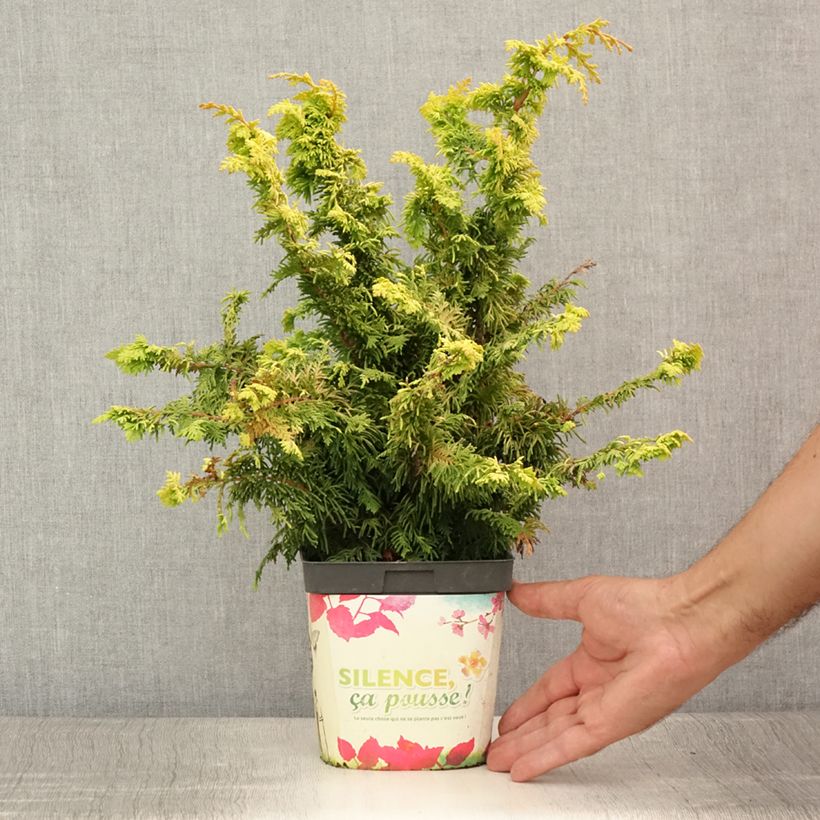 Spécimen de Cyprès hinoki du Japon - Chamaecyparis obtusa Fernspray Gold Pot de 2L/3L tel que livré en été