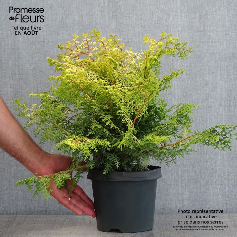 Spécimen de Cyprès hinoki du Japon - Chamaecyparis obtusa Lucas tel que livré en ete