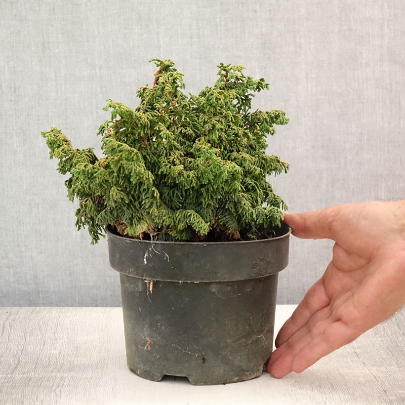 Spécimen de Cyprès hinoki du Japon - Chamaecyparis obtusa Maureen Pot de 2L/3L tel que livré en été