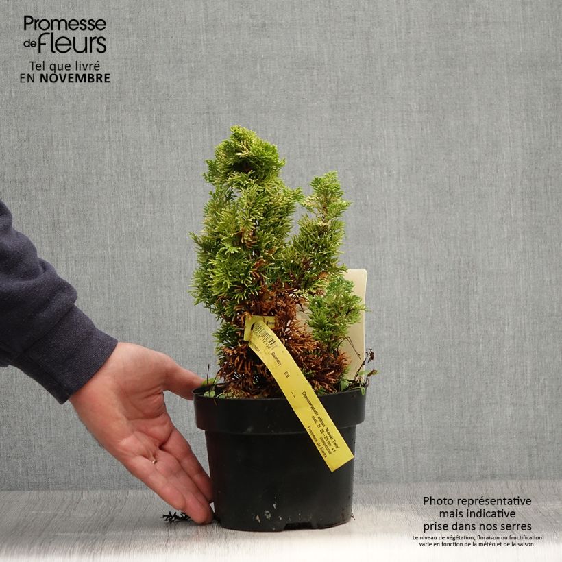 Spécimen de Cyprès hinoki du Japon - Chamaecyparis obtusa Meroki Twin Pot de 2L/3L tel que livré en automne