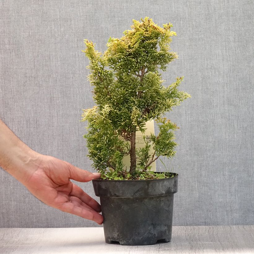 Spécimen de Cyprès hinoki du Japon - Chamaecyparis obtusa Meroki Twin Pot de 2L/3L tel que livré en été