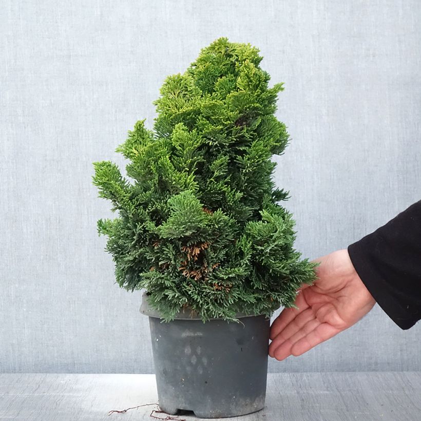 Spécimen de Cyprès hinoki du Japon - Chamaecyparis obtusa Nana Aurea en pot de 2L/3L tel que livré au printemps