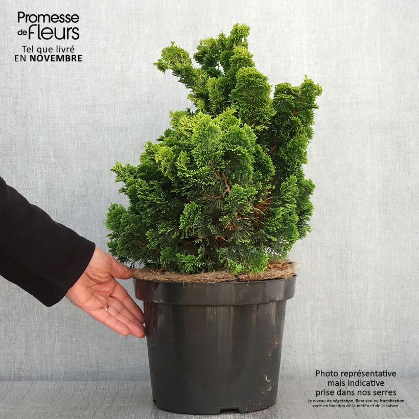 Spécimen de Cyprès hinoki du Japon - Chamaecyparis obtusa Nana Aurea Pot de 7,5L/10L, Tige tel que livré en automne