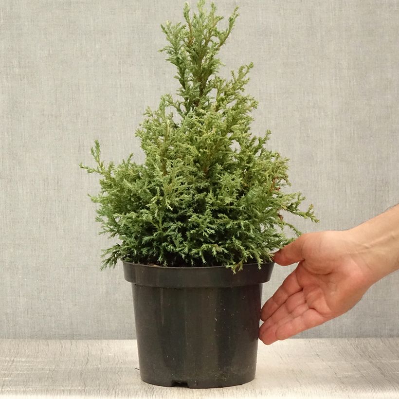 Spécimen de Cyprès Sawara - Chamaecyparis pisifera Baby Blue                Pot de 3L/4L tel que livré en été
