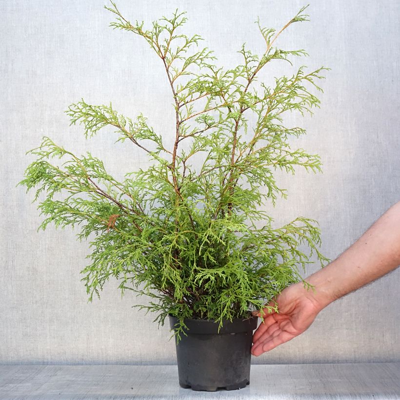 Spécimen de Cyprès Sawara - Chamaecyparis pisifera Filifera                 Pot de 2L/3L tel que livré en été