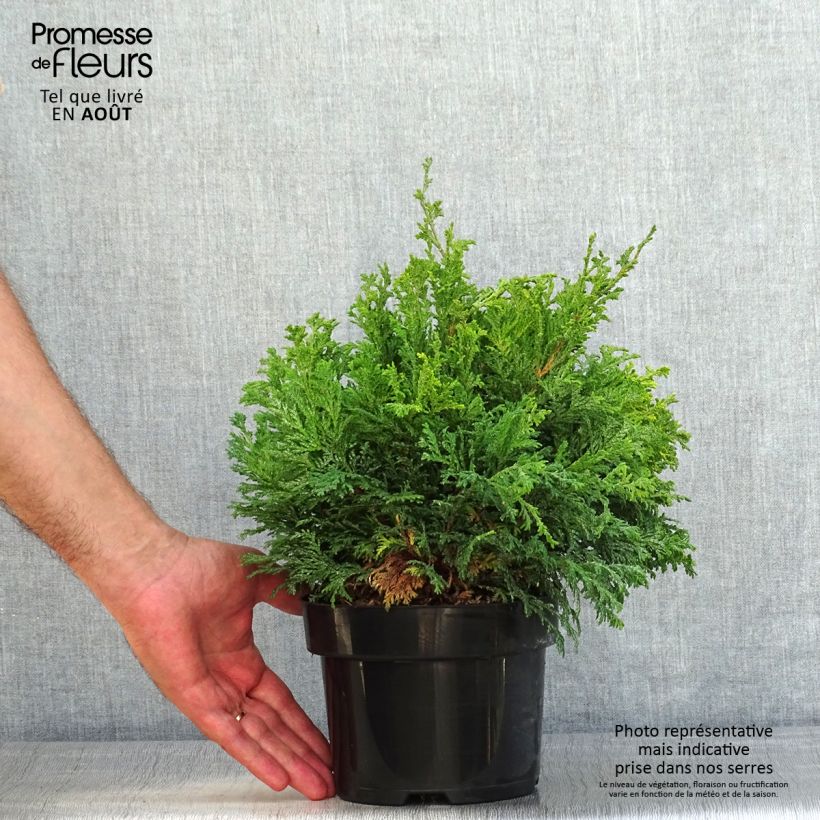 Spécimen de Chamaecyparis pisifera Golden Pincushion - Cyprès Sawara Pot de 2L/3L tel que livré en été