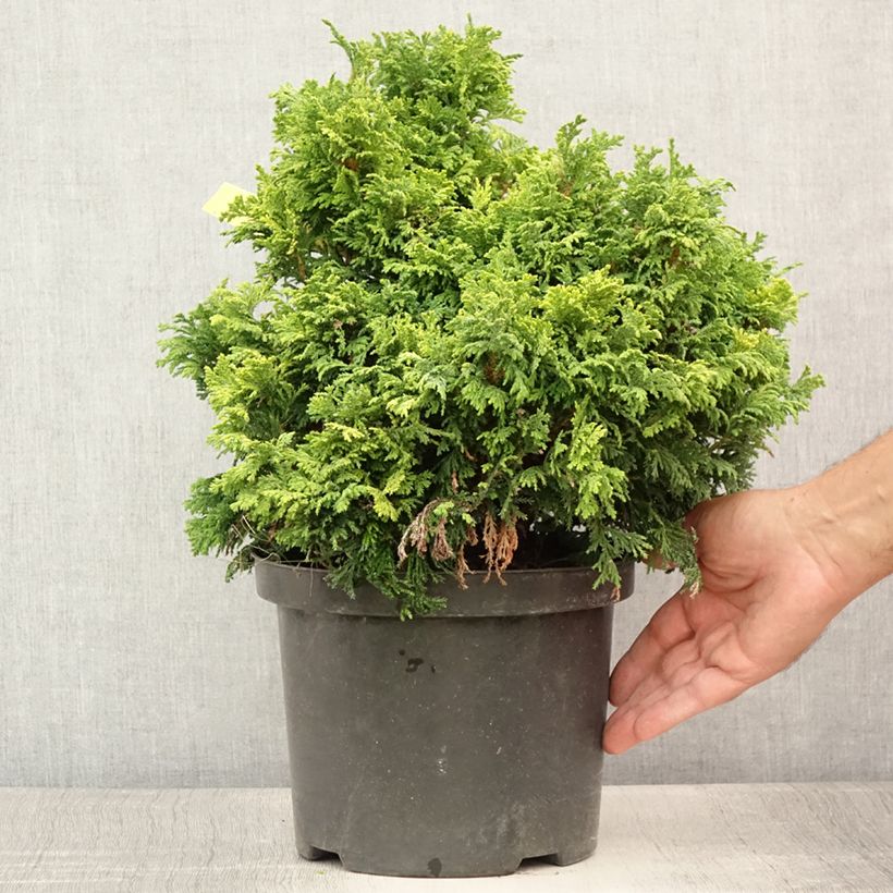 Spécimen de Chamaecyparis pisifera Golden Pincushion - Cyprès Sawara Pot de 4L/5L tel que livré en été