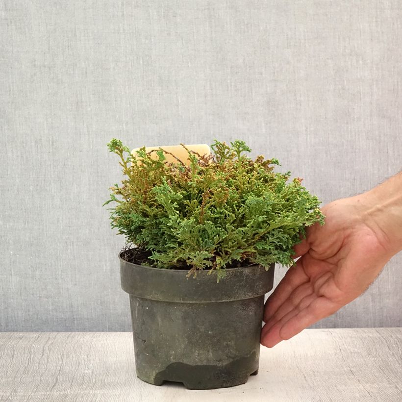 Spécimen de Cyprès Sawara - Chamaecyparis pisifera Hime-Sawara Pot de 2L/3L tel que livré en été