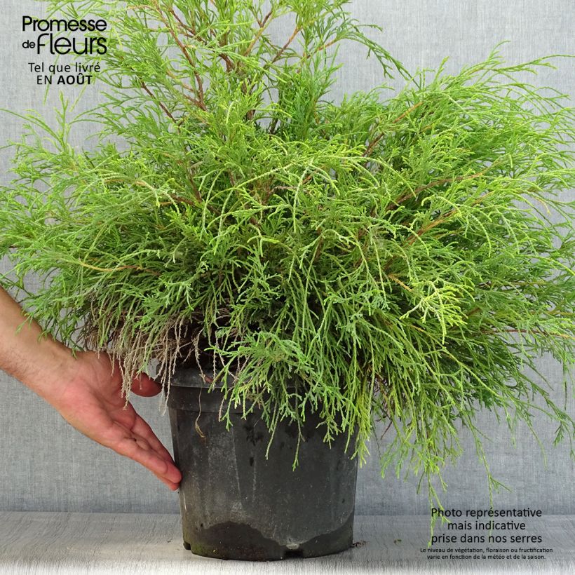 Spécimen de Cyprès Sawara - Chamaecyparis pisifera Sungold                   Pot de 7,5L/10L tel que livré en été