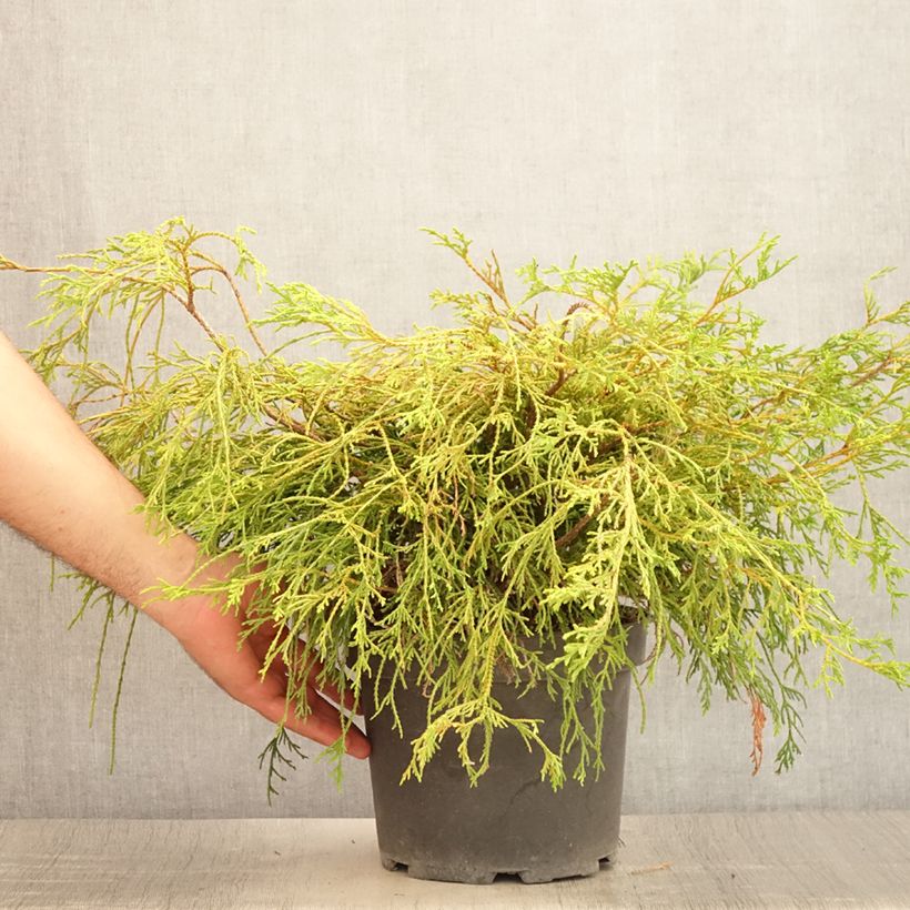 Spécimen de Cyprès Sawara - Chamaecyparis pisifera Sungold                   Pot de 3L/4L tel que livré en été