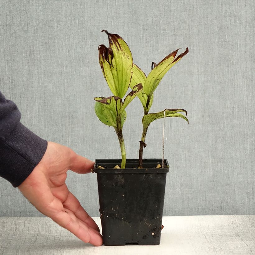 Spécimen de Cypripedium Aki - Sabot de Venus hybride Pot de 1L/1,5L tel que livré en été