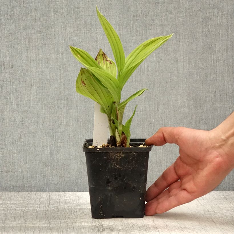 Spécimen de Cypripedium Aki - Sabot de Venus hybride - Pot de 1L/1,5L tel que livré au printemps