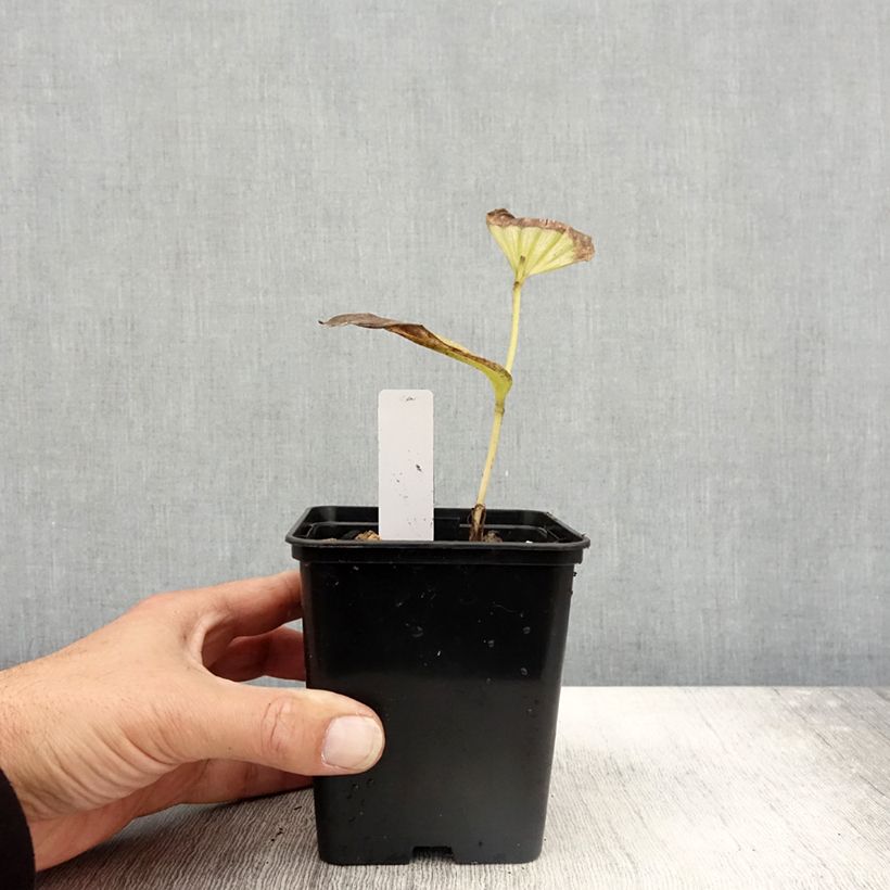 Spécimen de Cypripedium Emil - Sabot de Venus hybride Pot de 1L/1,5L tel que livré en automne