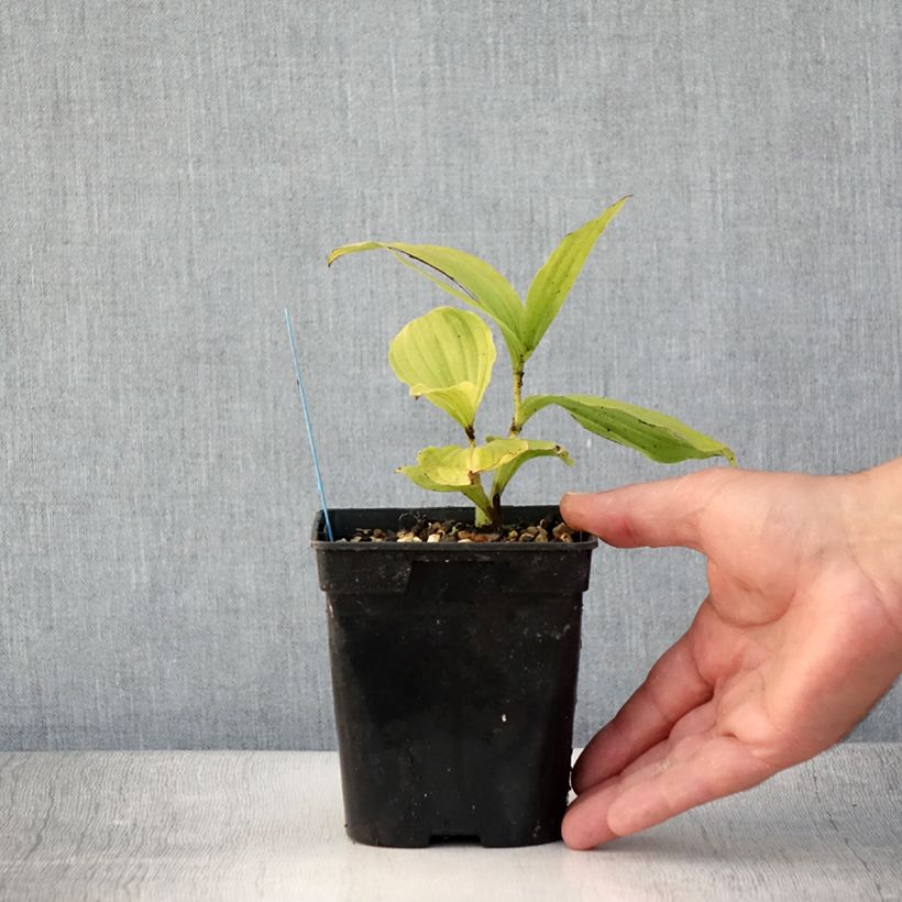 Spécimen de Cypripedium reginae - Sabot de Venus Pot de 1L/1,5L tel que livré en été