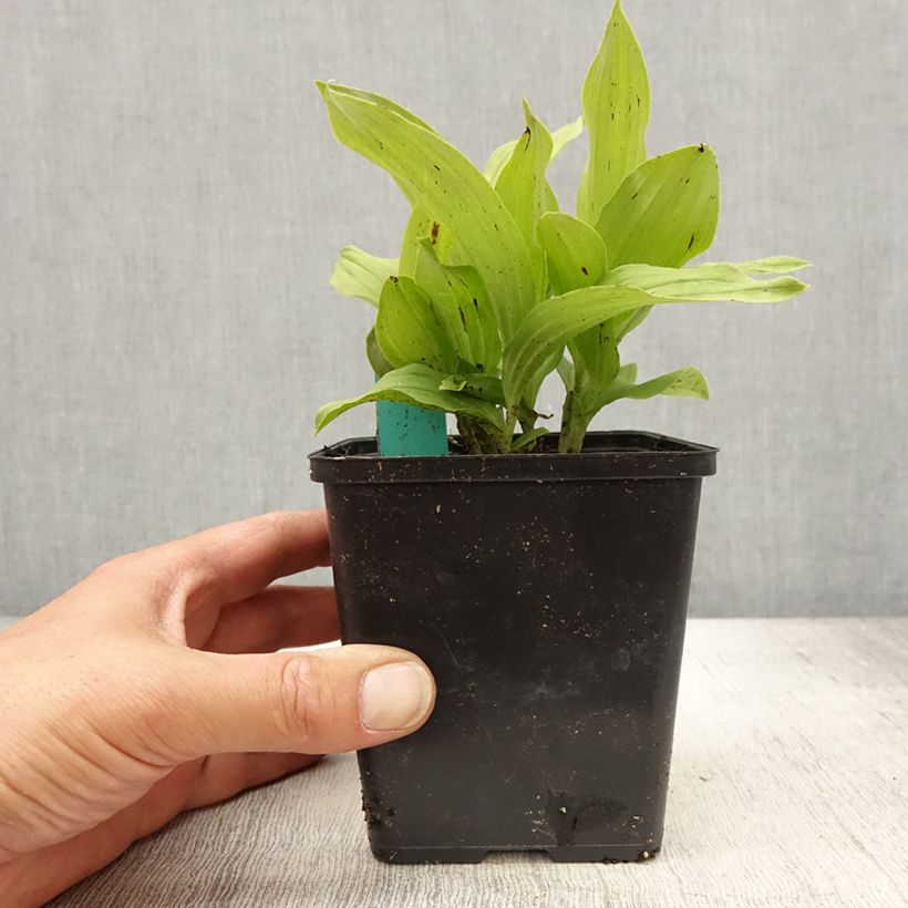Spécimen de Cypripedium x ventricosum Red - Sabot de Venus hybride - Pot de 1L/1,5L tel que livré au printemps