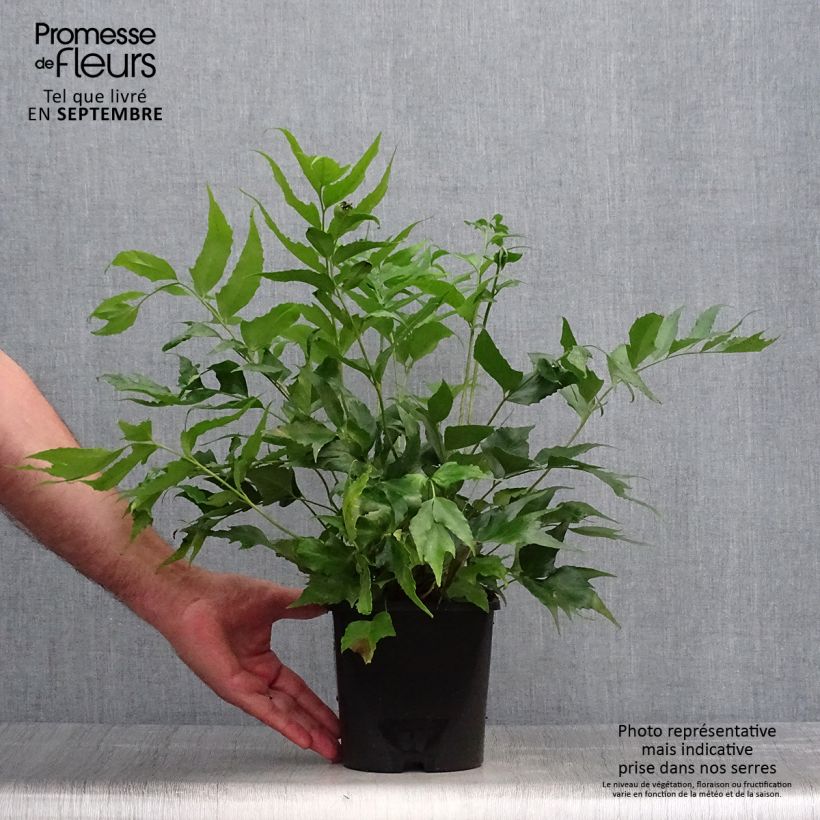 Spécimen de Cyrtomium falcatum - Fougère persistante Pot de 2L/3L tel que livré en automne