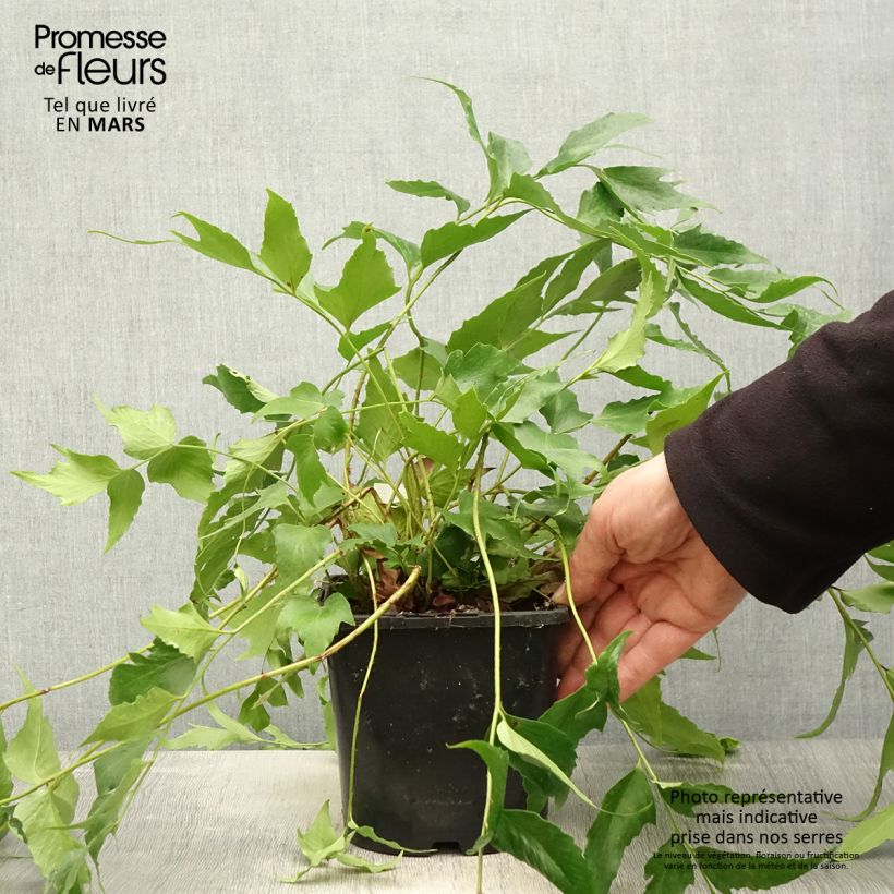Spécimen de Cyrtomium falcatum - Fougère persistante - Pot de 2L tel que livré au printemps