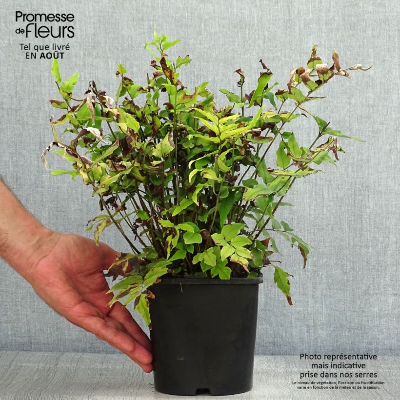 Spécimen de Cyrtomium fortunei var. clivicola - Fougère Pot de 2L/3L tel que livré en été