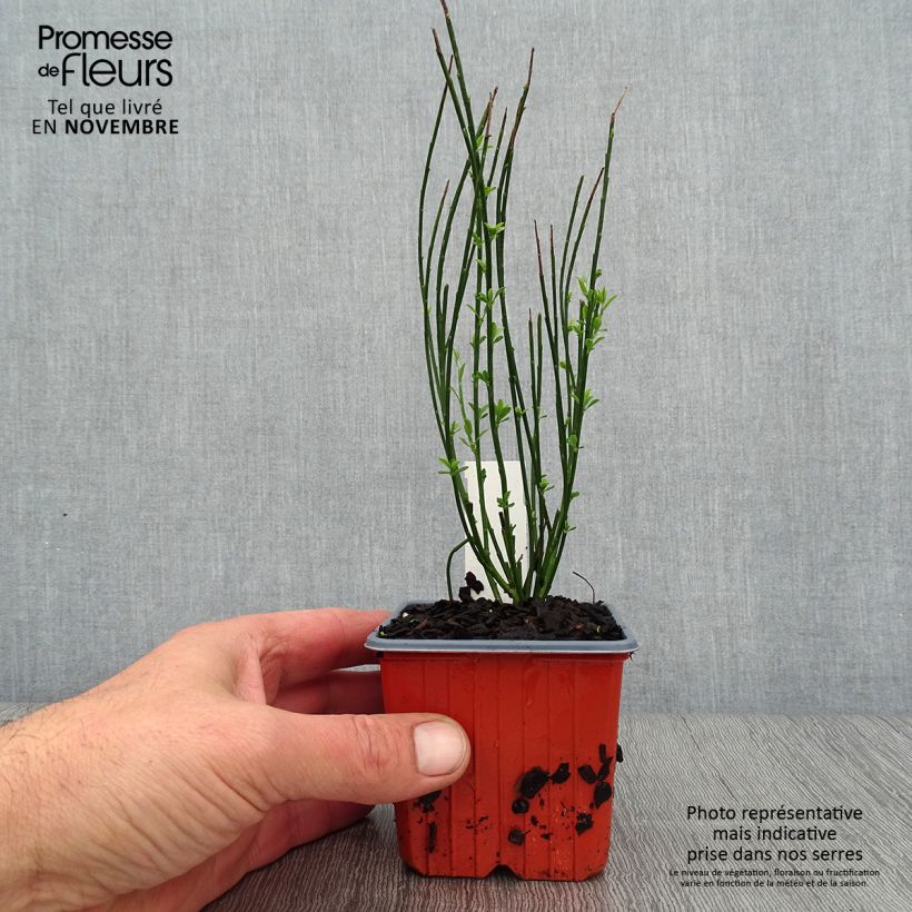 Spécimen de Cytisus procumbens Zeelandia - Genêt à balais Godet de 8/9 cm tel que livré en automne